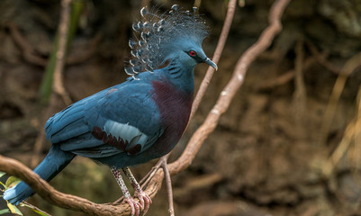 Deep Blue, Maroon, and White Plumage on a Victoria Crested Pigeon Against a  Rain Forest Background