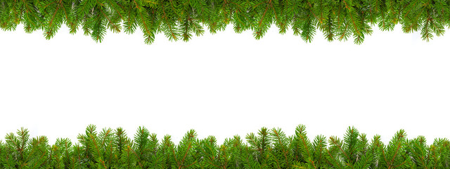 Everygreen branches on white