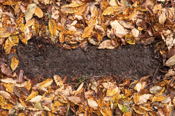Autumn leaves