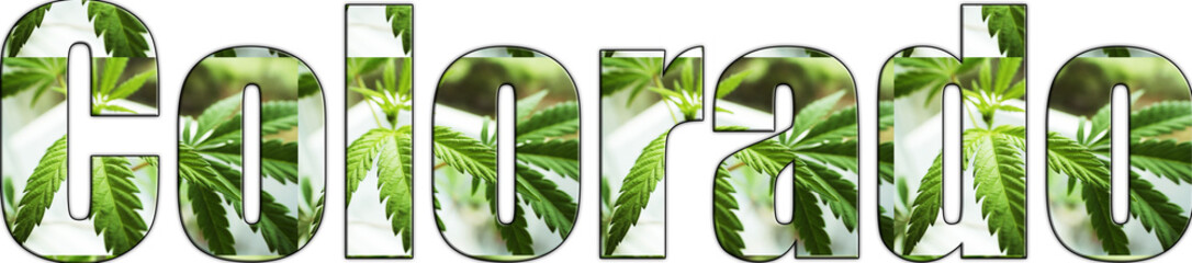Colorado Marijuana Logo With Weed Leafs High Quality 
