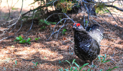 Black Spruce Grouse in Alberta