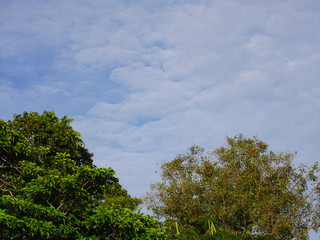 cloudy blue sky background and leaves 's tree