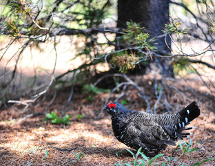 Spruce Grouse in Waterton Lakes National Park, Alberta