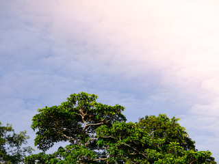 cloudy blue sky background and leaves 's tree