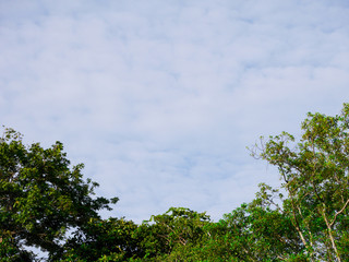 cloudy blue sky background and leaves 's tree