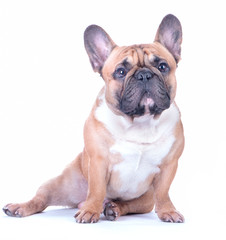 Dog, beautiful French Bulldog, redhead, isolated perfect on white background. High standard of breed. Dog looks into the camera