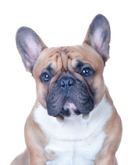 Dog, beautiful French Bulldog, redhead, isolated perfect on white background. High standard of breed. Dog looks into the camera