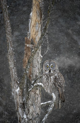 Great Grey Owl Winter Scene