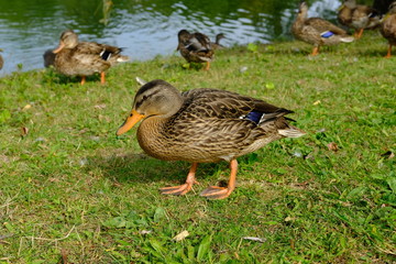 Ducks on grass