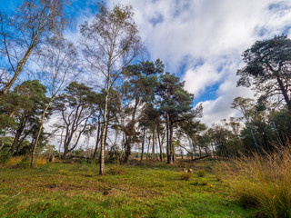 Obraz premium Veluwe, Netherlands