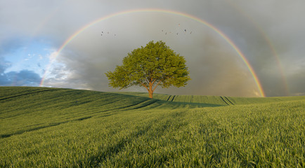Naklejka premium lonely, green tree on a green field, rainbow in the sky