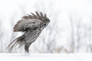 Great Grey Owl Hunting