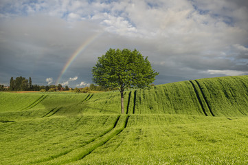 lonely, green tree on a green field, rainbow in the sky