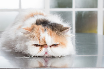 Grumpy Kitty 2