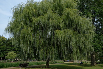 Weeping willow tree © Robert