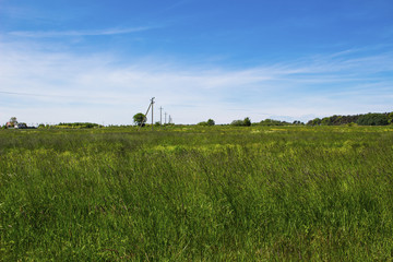 Green field with spikelets under the blue sky