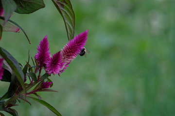 Pink-purple flower with bee