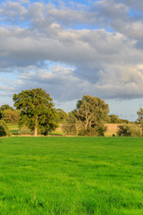 Fototapeta na wymiar Trees in the Countryside