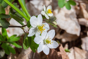 Zdrojowka rutewkowata(Isopyrum thalictroides)