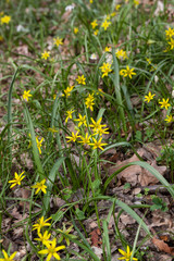 Yellow Star-of-Bethlehem (Gagea lutea) Zloc Zolta © Marek Durajczyk