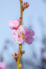 Peach flower