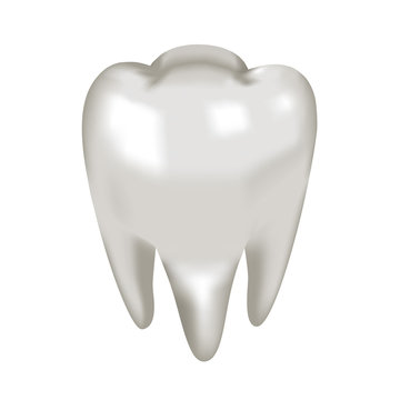 Object white tooth molar, vector