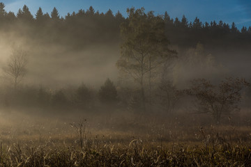 Dichte Nebelschwaden ziehen über den Sumpf 