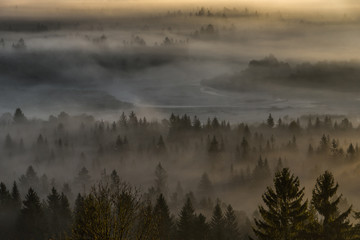 Dichte Nebelschwaden hängen über den Wäldern in den Isarauen