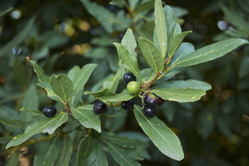 laurus nobilis