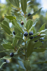 laurus nobilis