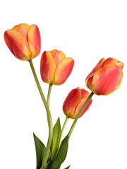 Tulips, flowers isolated on a white background