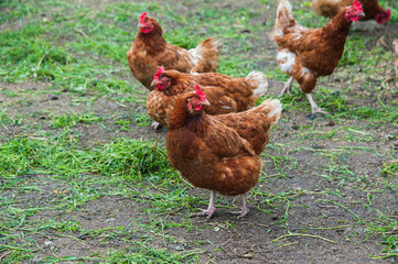 Free range chickens roam the yard