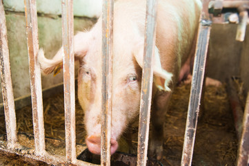 Pig in farm