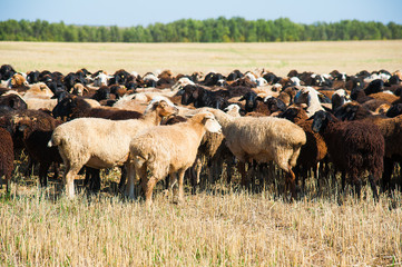 Flock of sheep on the meadow