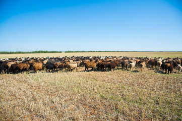 Flock of sheep on the meadow