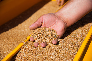 Wheat seeds in hand