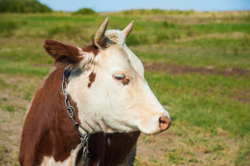 Naklejka na ściany i meble Cows in a farm. Dairy cows