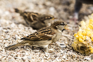 Sparrow corn-feeding