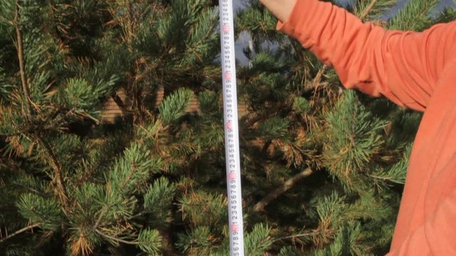 Measurement of pine branches with a construction tape measure in the forest