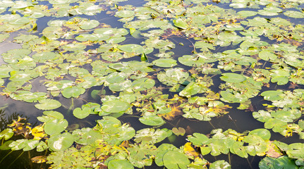 green water lily leaves in forest pond. background, nature.