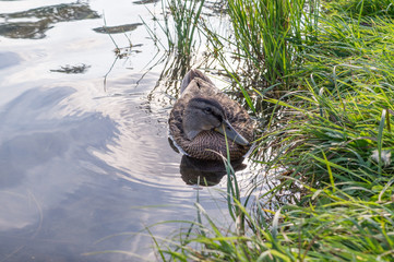 duck on the lake at summer evening. background, texture.