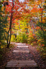 Fototapeta na wymiar View of trees on jogging track during autumn season in Ontario Canada