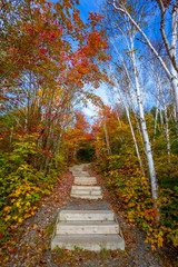 Fototapeta na wymiar View of trees on jogging track during autumn season in Ontario Canada