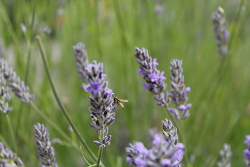 Lavender and bee