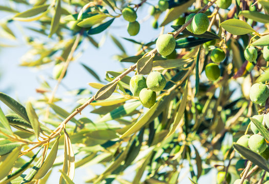 Olive tree with green olives.