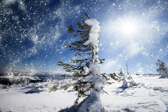 Fototapeta Snowfall in the mountains