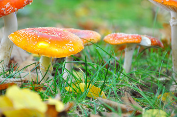 Group of Cluster or Fly Agaric grass. Magic mushrooms amanita muscaria background