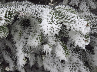 Branches de sapin givrées