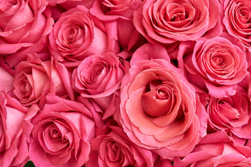 Many pink roses