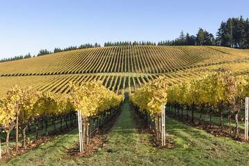 Fototapeta premium Fall Morning Colors of Vineyards in the Mid Willamette Valley, Marion County, Western Oregon